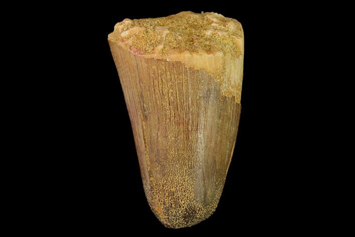 Cretaceous Fossil Crocodile Tooth - Morocco #140589